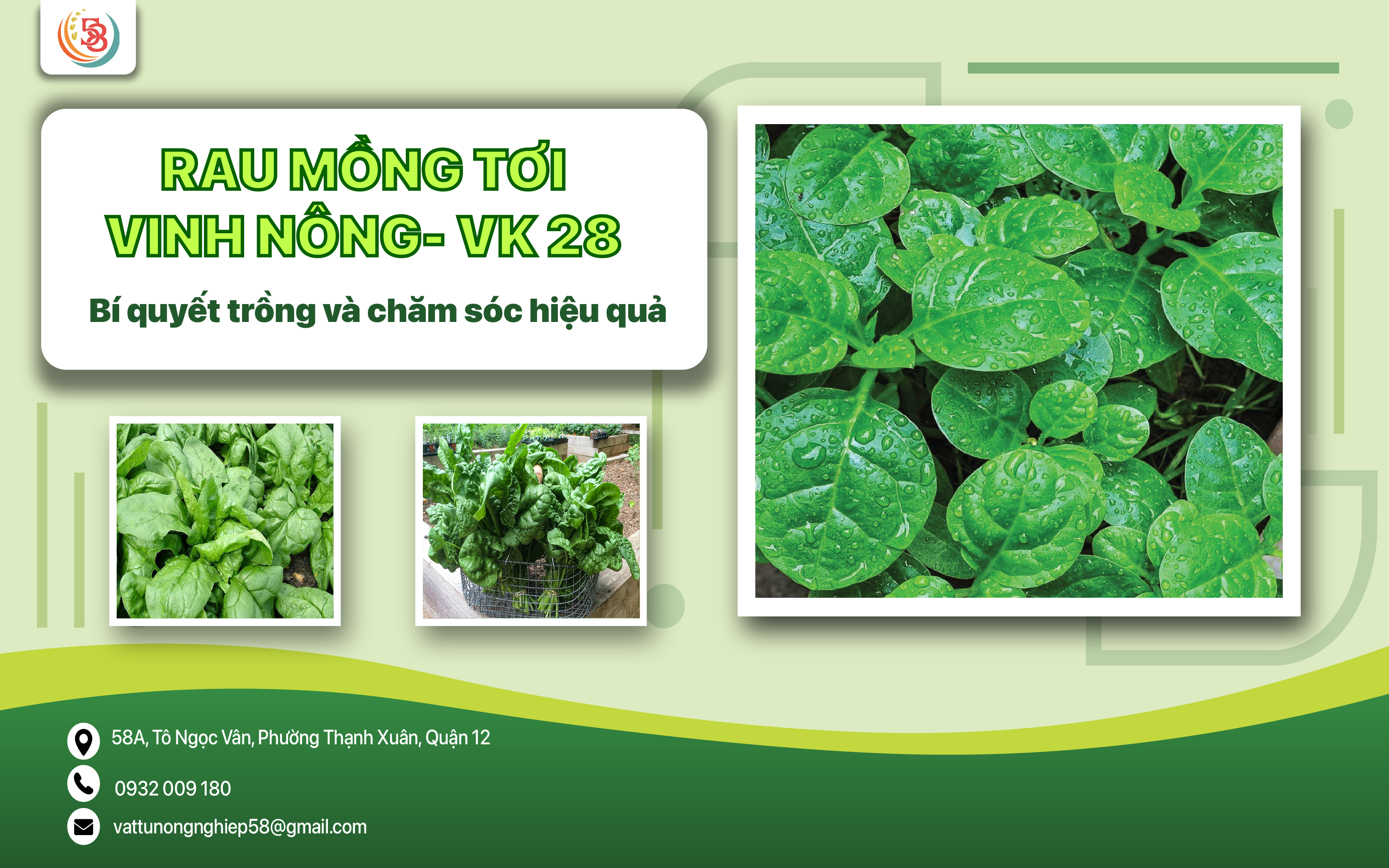 RAU MỒNG TƠI VINH NÔNG - VK 28: BÍ QUYẾT TRỒNG VÀ CHĂM SÓC HIỆU QUẢ